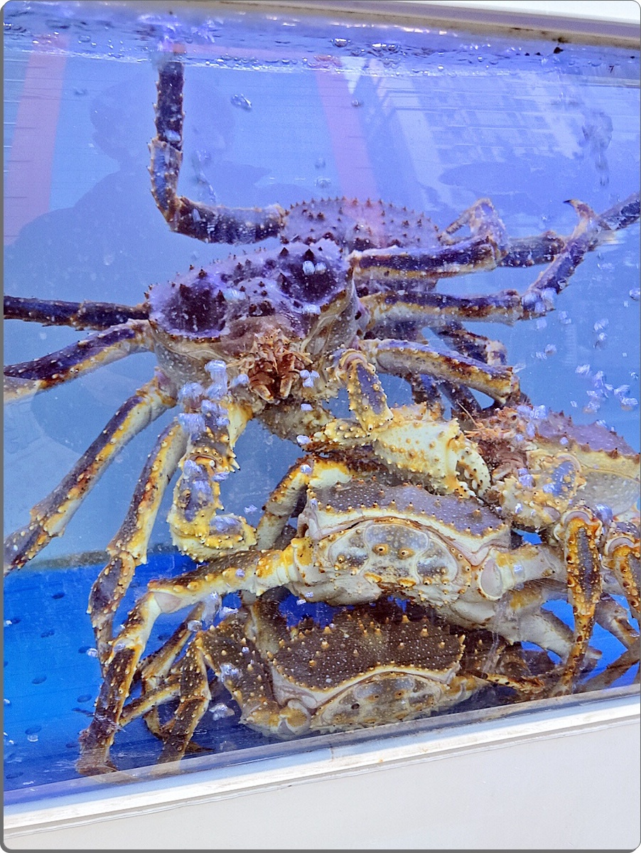 크랩회피쉬 이미지