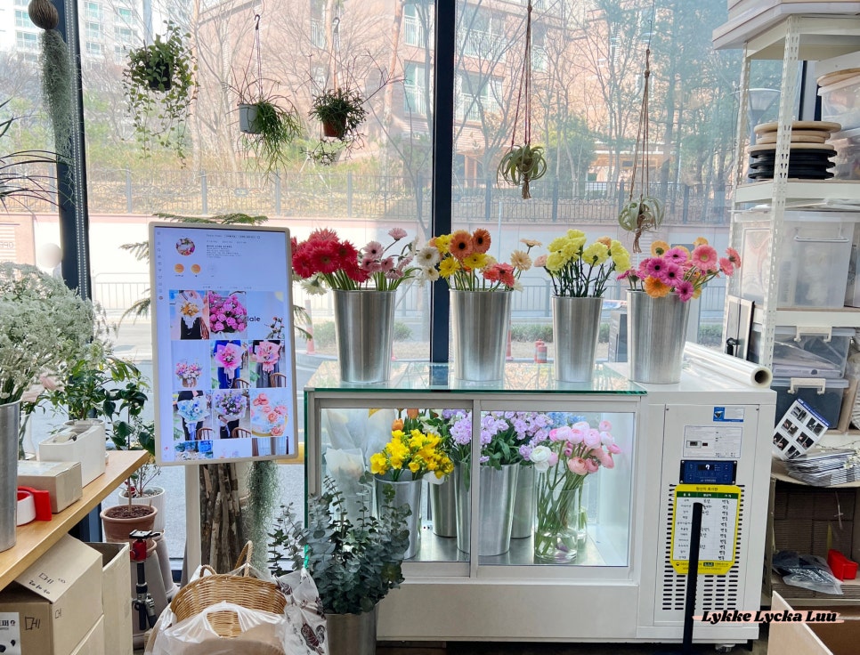 플라라레 이미지