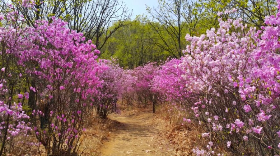 청계산 4코스 이미지