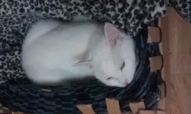 뮤이뮤이네일 이미지
