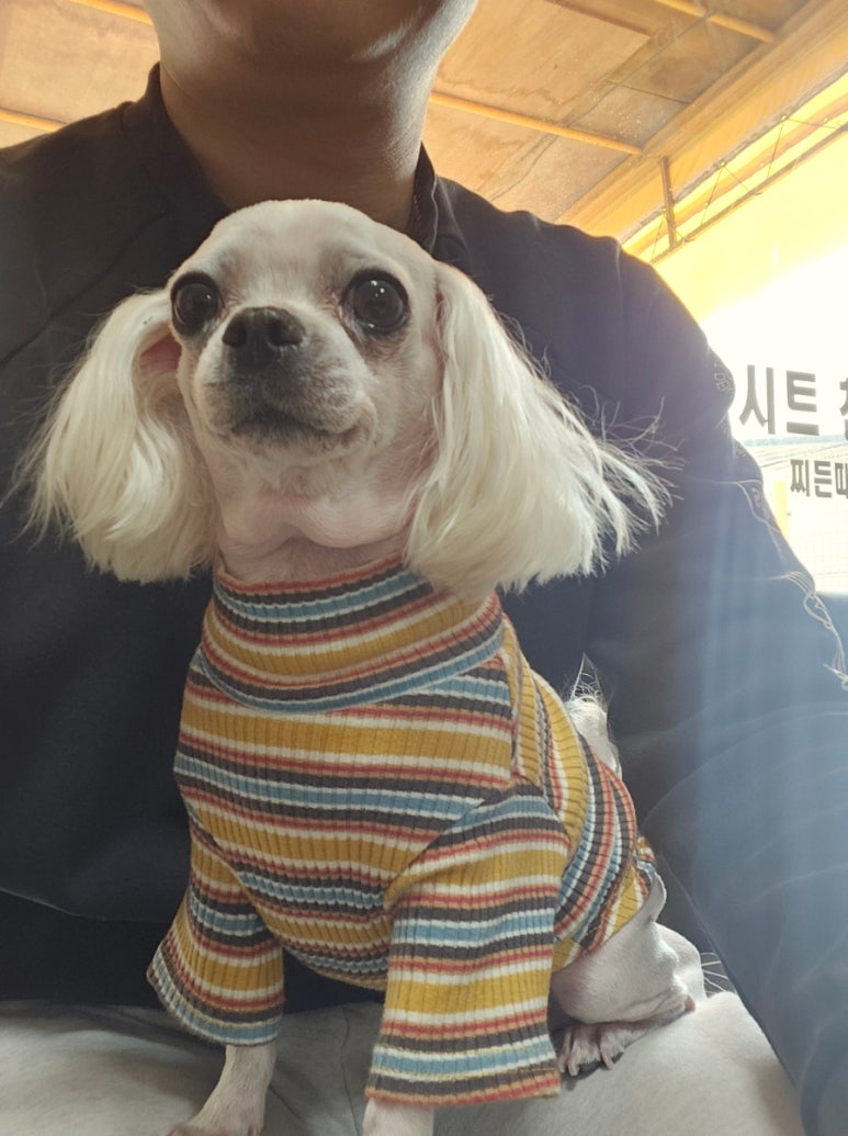 코끼리세차장 이미지