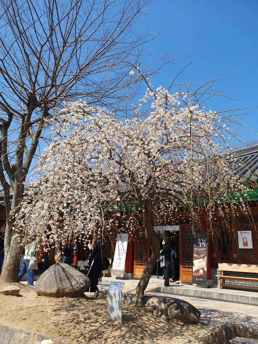 일품해물칼국수 이미지