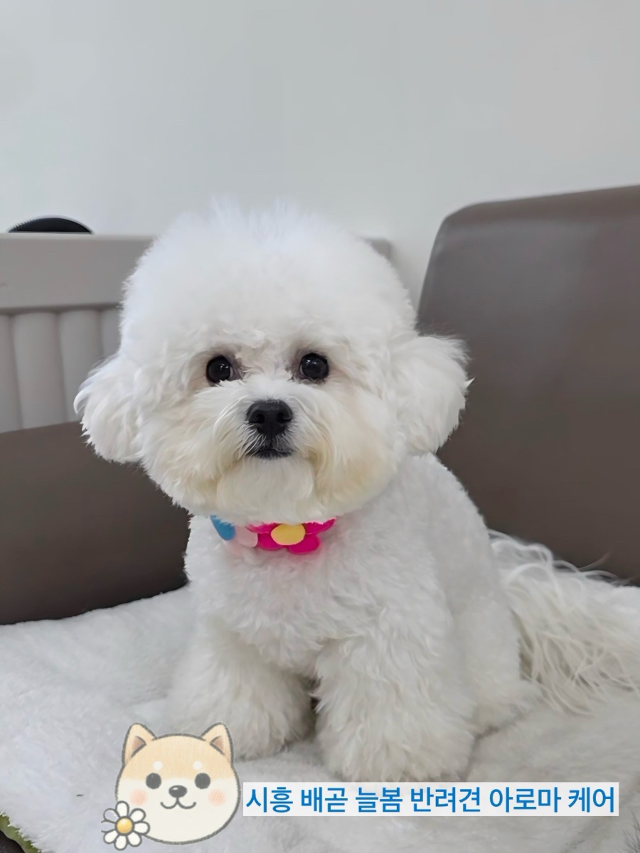 늘봄아로마테라피 이미지