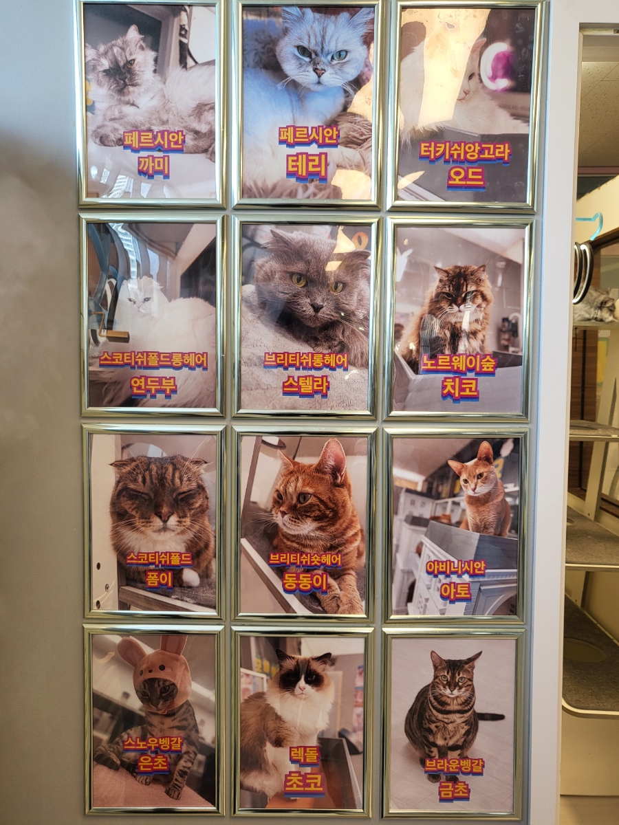 모여봐요 고양이카페 이미지