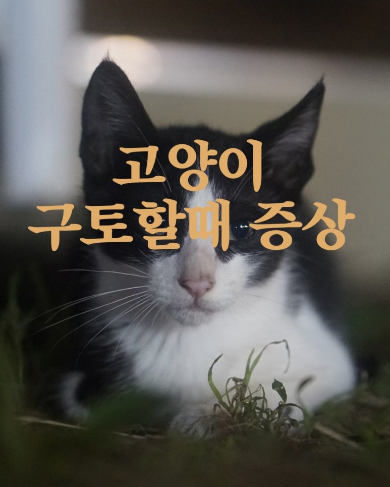 고양이가 구토를 할 때 다음과 같은 증상