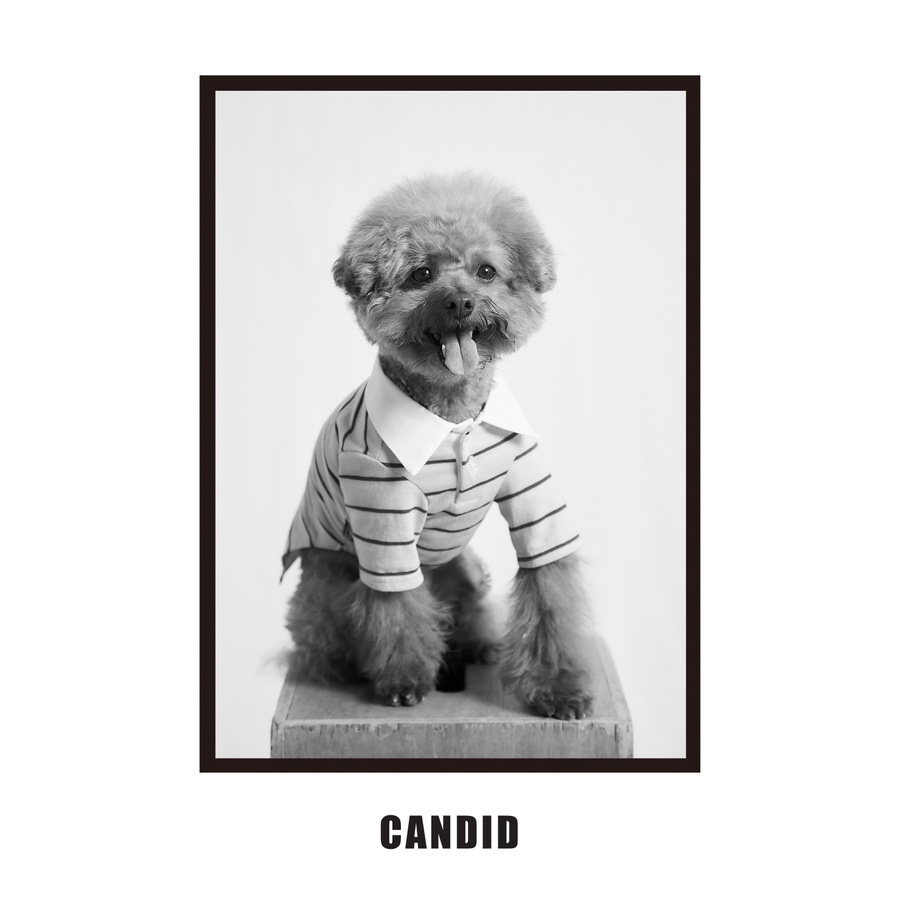 캔디드(CANDID) 이미지