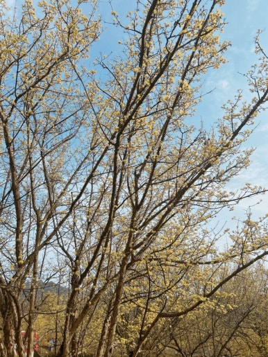 산동화덕구이 이미지