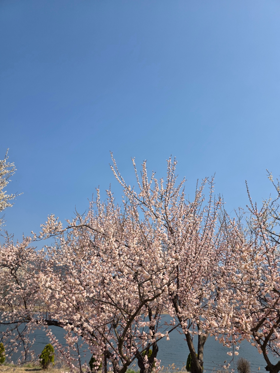 조성꽃순이 이미지