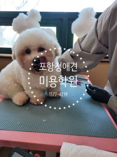 포항애견미용학원 이미지