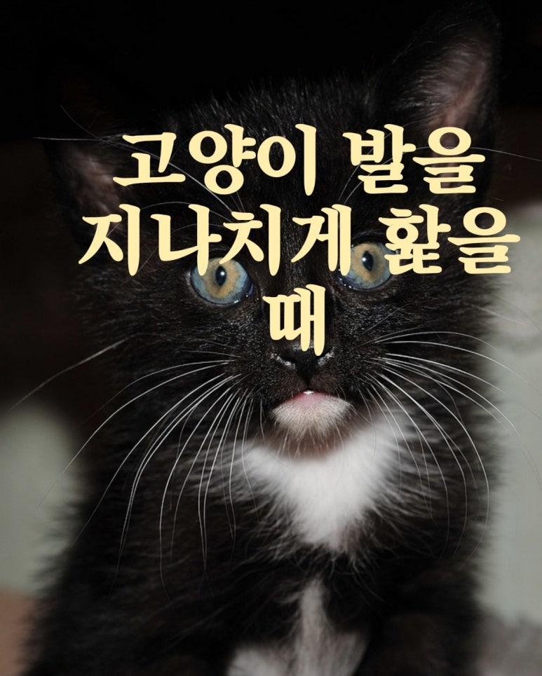고양이가 발을 지나치게 핥을 때