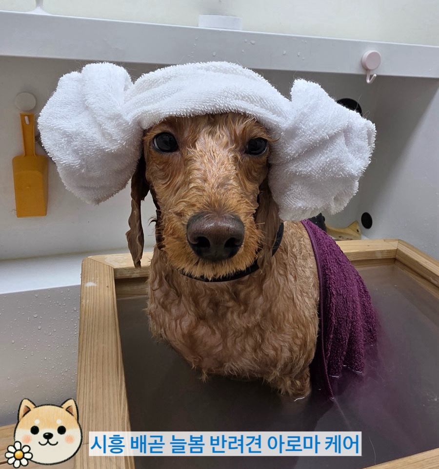 늘봄아로마테라피 이미지
