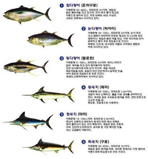 참치스토리 이미지