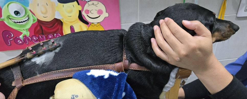 두암동물병원 이미지