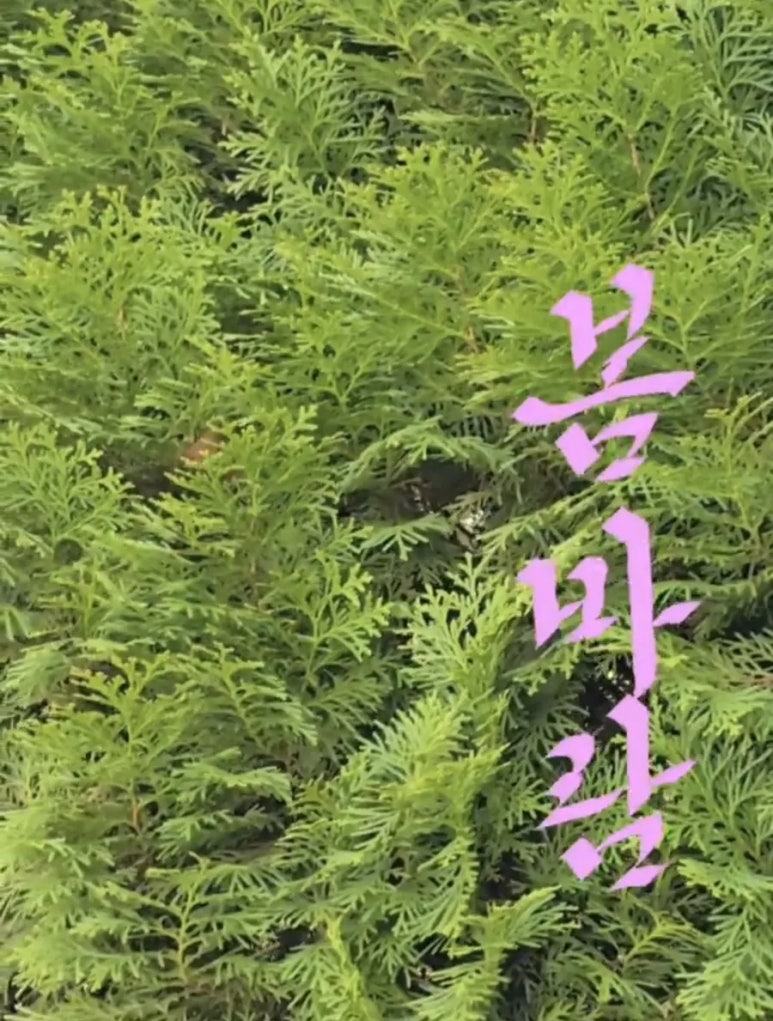 꽃하나에봄 이미지