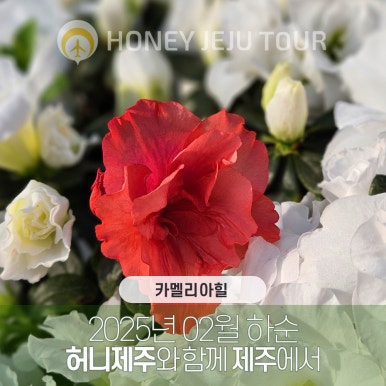 제주다정여행사 이미지