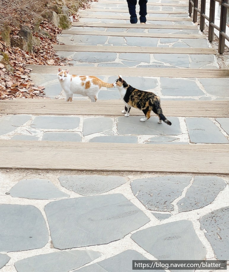 아차산옹심이메밀칼국수 이미지