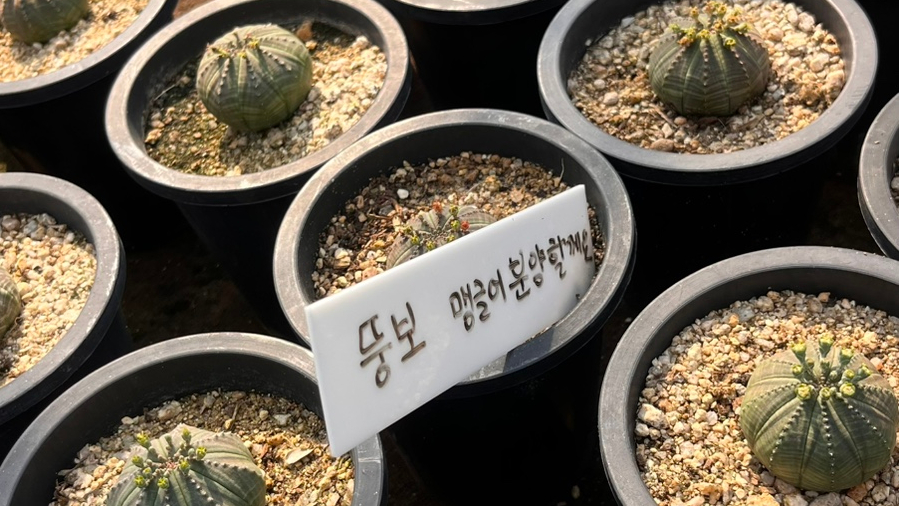 애잘린 이미지