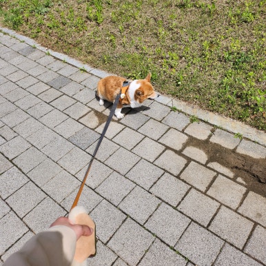 브라운스케이프 이미지