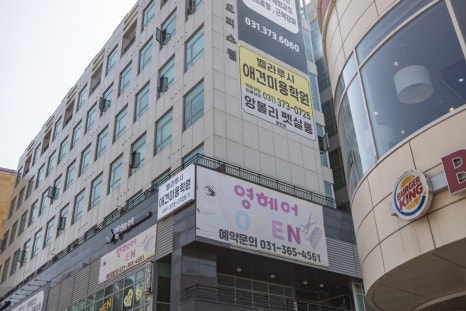 벨라루시애견미용학원 이미지