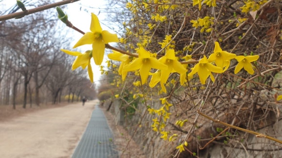 버들국수 이미지