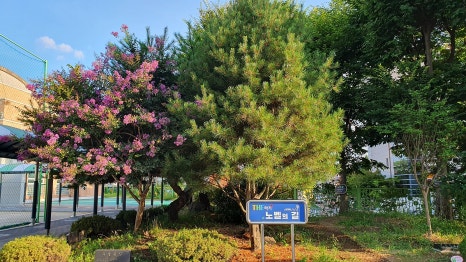 회덕초등학교 이미지