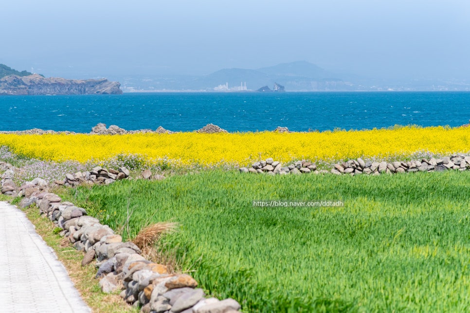 아이와 봄 제주 여행지 추천 Best 5: 가족 나들이 코스 — 사진 5