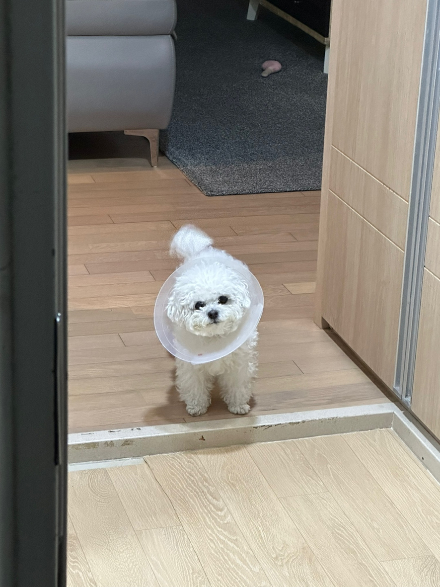 펫시즌 이미지