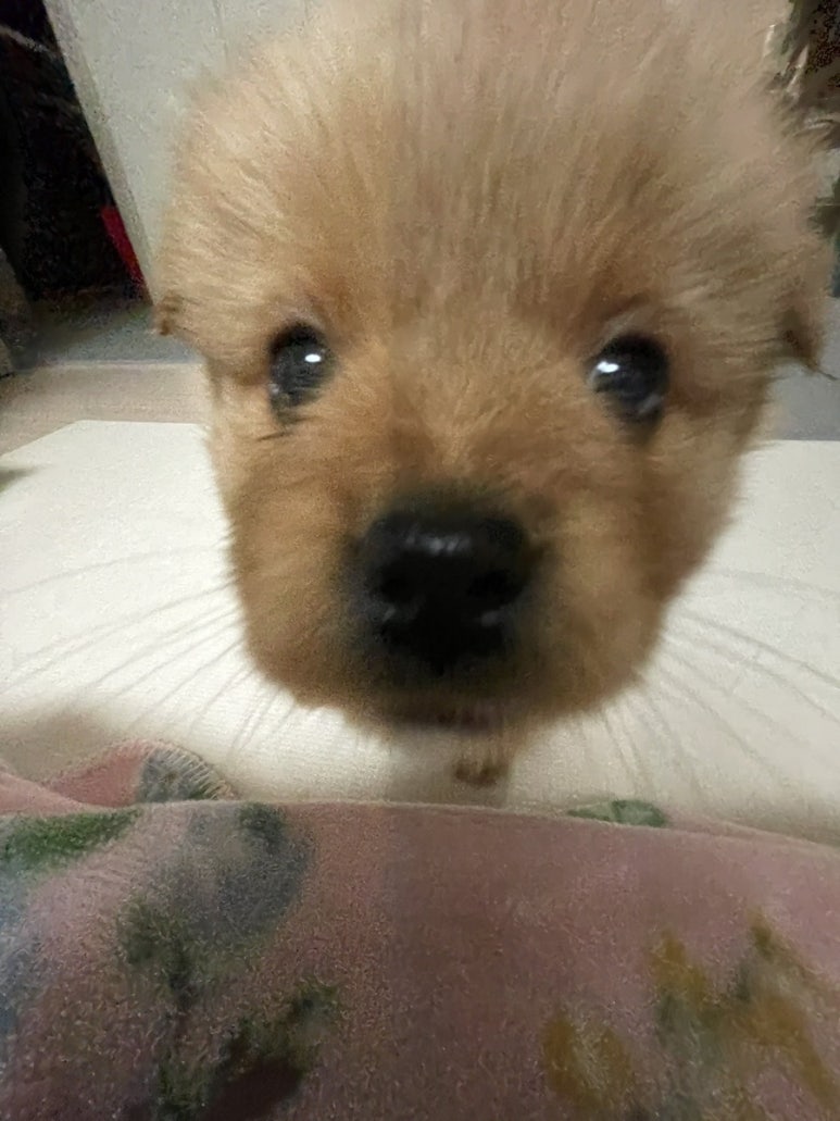 바라 이미지