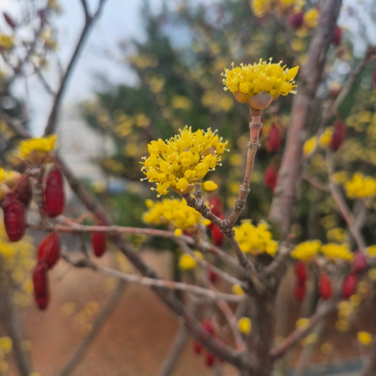 본담채 사진 4