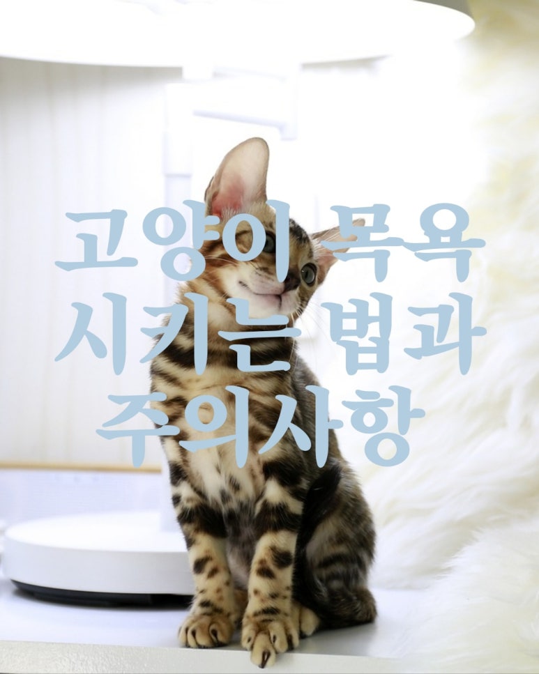고양이 목욕 시키는 방법과 주의사항