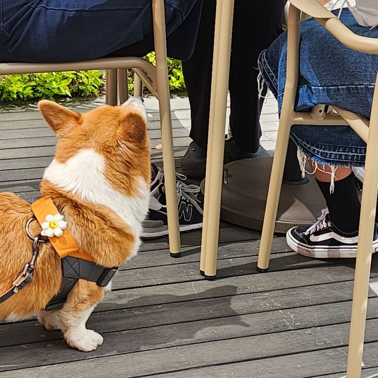 브라운스케이프 이미지