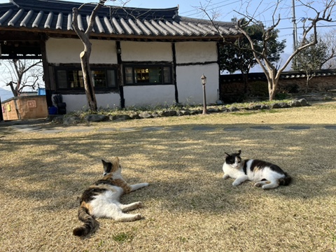 차꽃오미 이미지