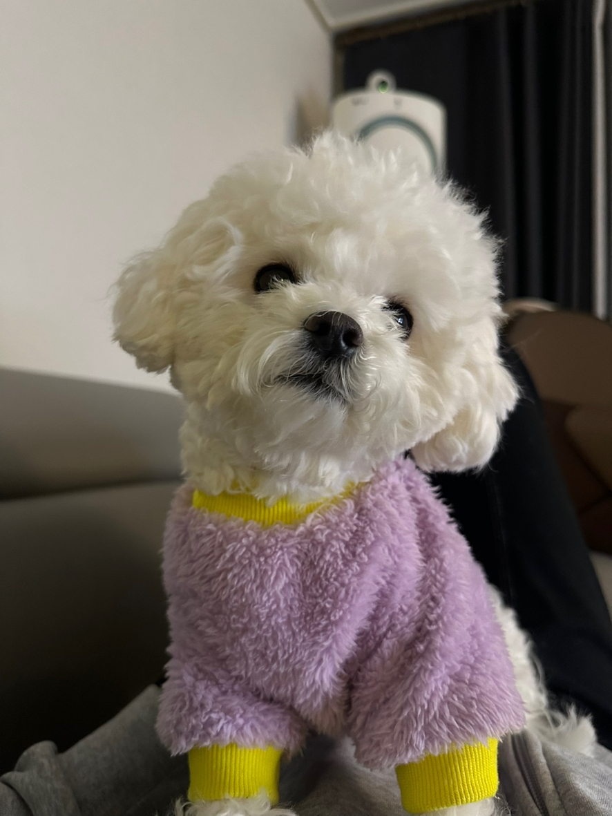펫시즌 이미지