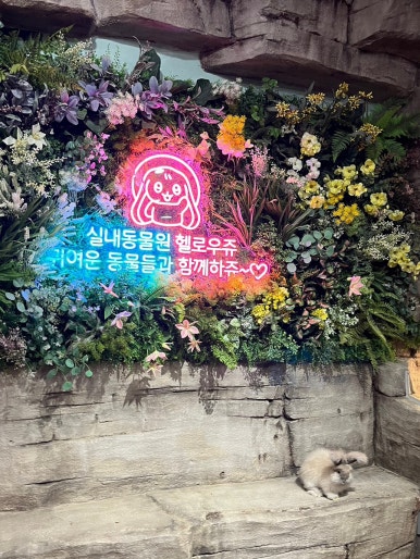 헬로우쥬 카페 이미지