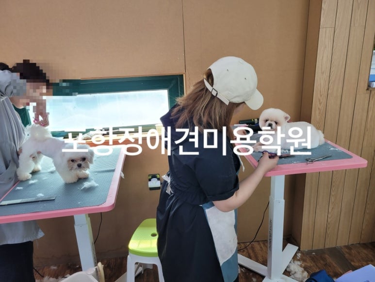 포항애견미용학원 이미지