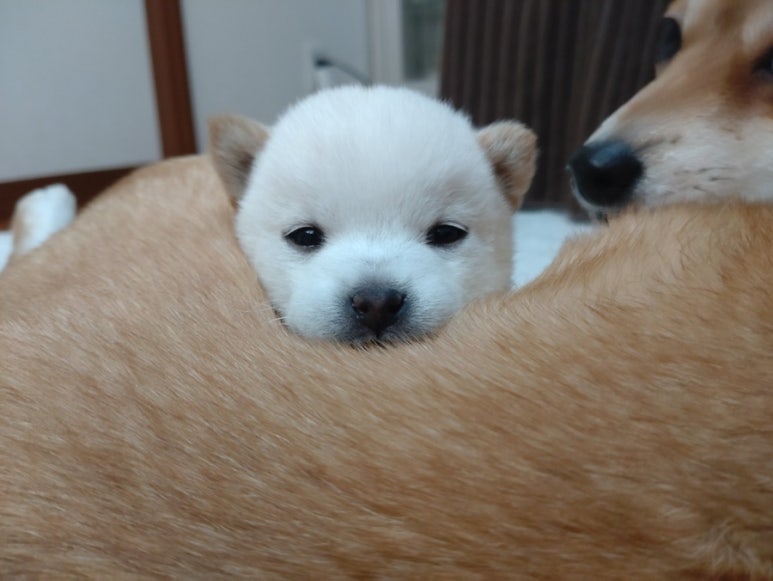 바라 이미지