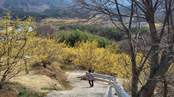 어쩌다꽃 이미지