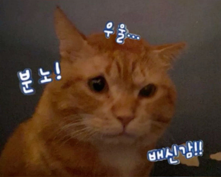도리도리 이미지