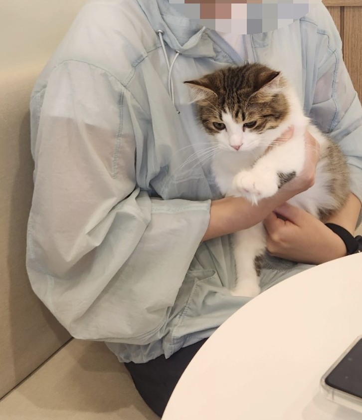 냥이싸롱 이미지