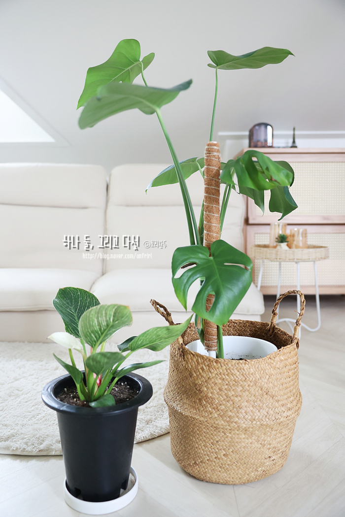 애드몬스 이미지