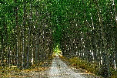 포플러(poplar) 이미지