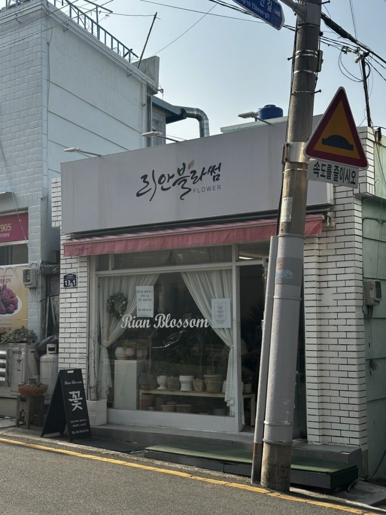 리안블라썸 이미지