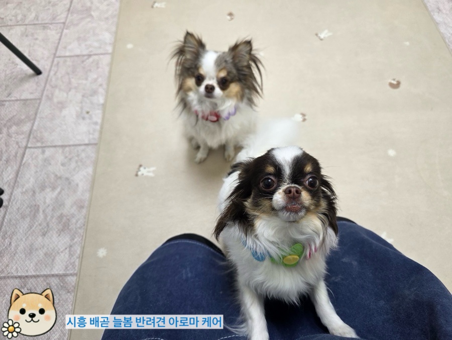 늘봄아로마테라피 이미지
