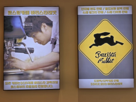 바리스타래빗 이미지
