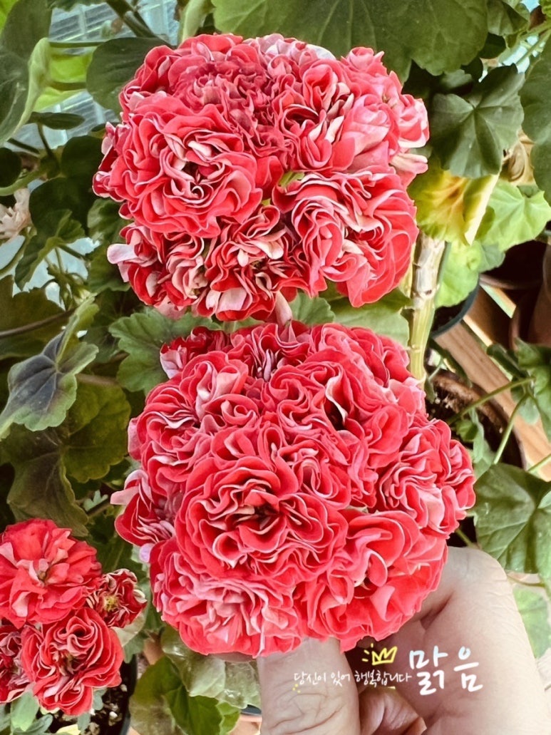 로제뜨 이미지