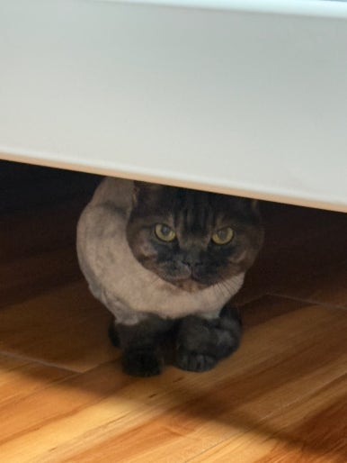 올랑 이미지