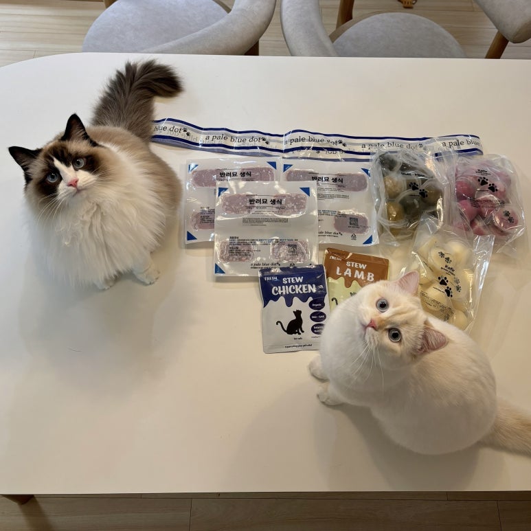 페일블루닷 이미지