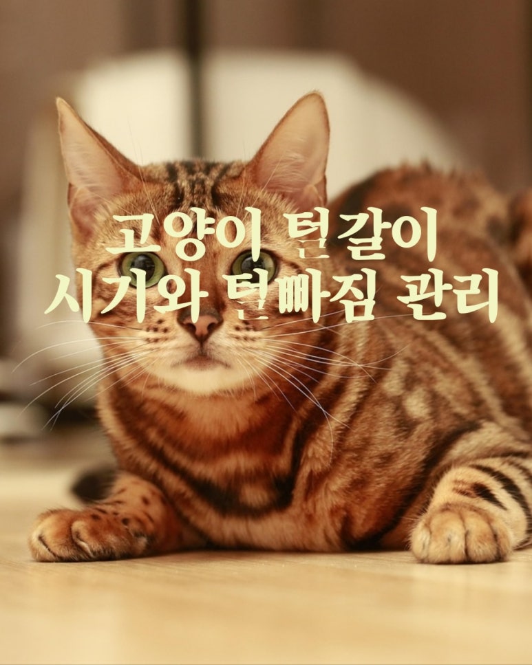 고양이 털갈이 시기와 털빠짐 관리