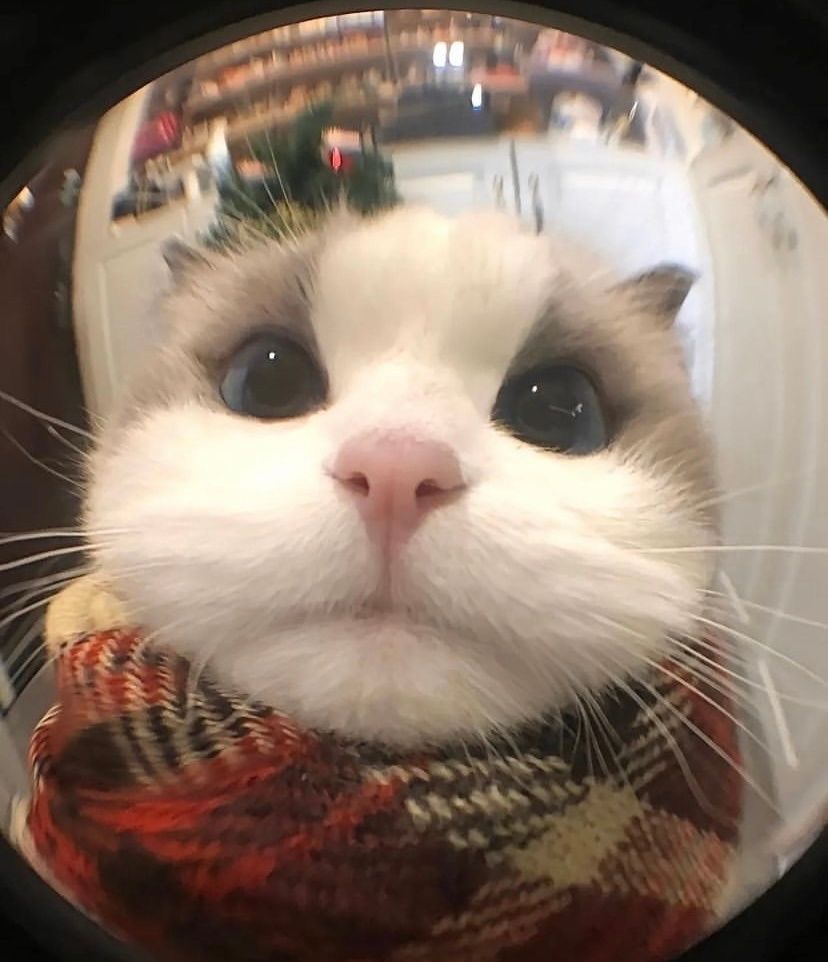이당 이미지