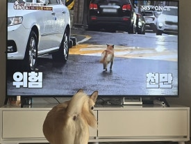 꽁이 이미지